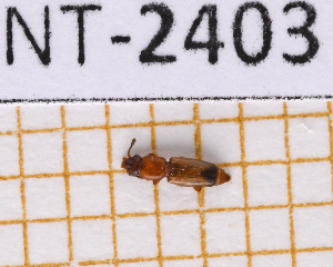  ( - JT-ANT-2403)  @11 [ ] CC-By (2025) Julien Touroult MNHN