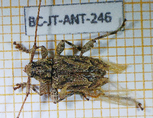  ( - BC-JT-ANT-246)  @11 [ ] Copyright (2020) Julien Touroult Museum national d'Histoire naturelle