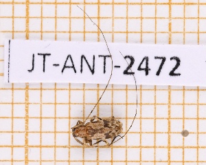  (Urgleptes puertoricensis - JT-ANT-2472)  @11 [ ] CC-By (2025) Julien Touroult MNHN