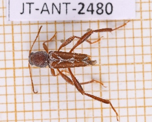  (Neoclytus senilis - JT-ANT-2480)  @11 [ ] CC-By (2025) Julien Touroult MNHN