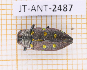  (Actenodes auronotatus - JT-ANT-2487)  @11 [ ] CC-By (2025) Julien Touroult MNHN