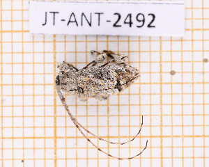  ( - JT-ANT-2492)  @11 [ ] CC-By (2025) Julien Touroult MNHN