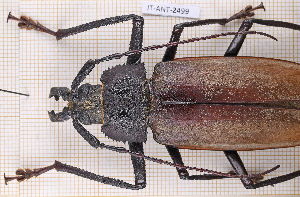  ( - JT-ANT-2499)  @11 [ ] CC-By (2025) Julien Touroult MNHN