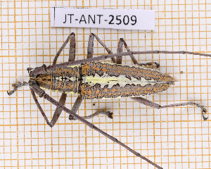  ( - JT-ANT-2509)  @11 [ ] CC-By (2025) Julien Touroult MNHN