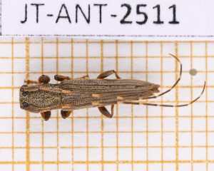  ( - JT-ANT-2511)  @11 [ ] CC-By (2025) Julien Touroult MNHN