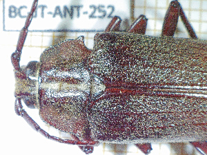  (Solenoptera metallescens - BC-JT-ANT-252)  @11 [ ] Copyright (2020) Julien Touroult Museum national d'Histoire naturelle