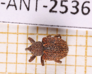  (Conotrachelus coelosternoides - JT-ANT-2536)  @11 [ ] CC-By (2025) Julien Touroult MNHN