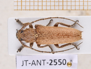  (Ataxia spinipennis - JT-ANT-2550)  @11 [ ] CC-By (2025) Julien Touroult MNHN