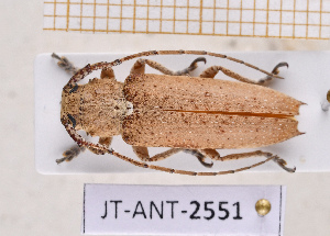 ( - JT-ANT-2551)  @11 [ ] CC-By (2025) Julien Touroult MNHN