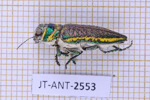  (Lampetis torquata - JT-ANT-2553)  @11 [ ] CC-By (2025) Julien Touroult MNHN