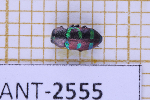 (Chrysobothris lepida - JT-ANT-2555)  @11 [ ] CC-By (2025) Julien Touroult MNHN