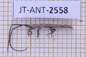 (Spalacopsis - JT-ANT-2558)  @11 [ ] CC-By (2025) Julien Touroult MNHN