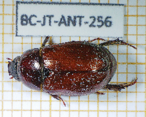  (Cyclocephala melanocephala - BC-JT-ANT-256)  @11 [ ] Copyright (2020) Julien Touroult Museum national d'Histoire naturelle