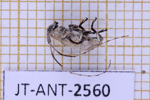 (Styloleptus variabilis - JT-ANT-2560)  @11 [ ] CC-By (2025) Julien Touroult MNHN