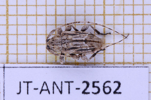  (Styloleptus atrovittatus - JT-ANT-2562)  @11 [ ] CC-By (2025) Julien Touroult MNHN