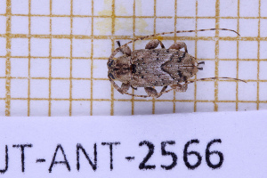  (Styloleptus scurra - JT-ANT-2566)  @11 [ ] CC-By (2025) Julien Touroult MNHN