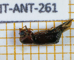  (Tetrapriocera - BC-JT-ANT-261)  @11 [ ] Copyright (2020) Julien Touroult Museum national d'Histoire naturelle