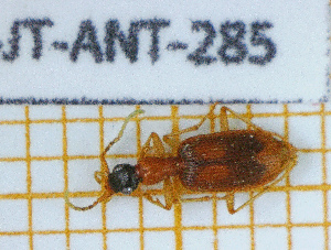  ( - BC-JT-ANT-285)  @11 [ ] Copyright (2020) Julien Touroult Museum national d'Histoire naturelle