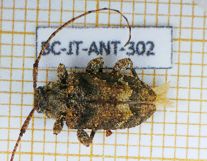 (Leptostylopsis martinicensis - BC-JT-ANT-302)  @11 [ ] Copyright (2020) Julien Touroult Museum national d'Histoire naturelle