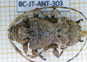  (Lagocheirus araneiformis insulorum - BC-JT-ANT-303)  @11 [ ] Copyright (2020) Julien Touroult Museum national d'Histoire naturelle