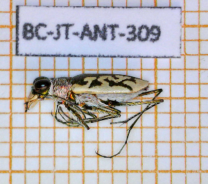  (Cylindera suturalis - BC-JT-ANT-309)  @11 [ ] Copyright (2020) Julien Touroult Museum national d'Histoire naturelle