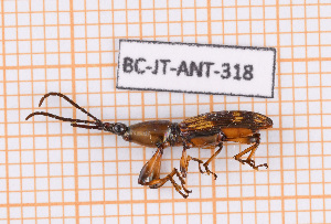  ( - BC-JT-ANT-318)  @11 [ ] Copyright (2020) Julien Touroult Museum national d'Histoire naturelle