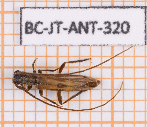  ( - BC-JT-ANT-320)  @11 [ ] Copyright (2020) Julien Touroult Museum national d'Histoire naturelle