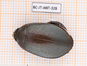  ( - BC-JT-ANT-328)  @11 [ ] Copyright (2020) Julien Touroult Museum national d'Histoire naturelle