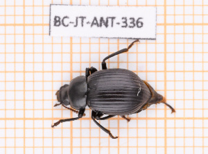  ( - BC-JT-ANT-336)  @11 [ ] Copyright (2020) Julien Touroult Museum national d'Histoire naturelle