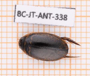  ( - BC-JT-ANT-338)  @11 [ ] Copyright (2020) Julien Touroult Museum national d'Histoire naturelle