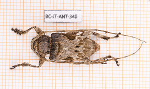  ( - BC-JT-ANT-340)  @11 [ ] Copyright (2020) Julien Touroult Museum national d'Histoire naturelle