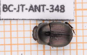  ( - BC-JT-ANT-348)  @11 [ ] Copyright (2020) Julien Touroult Museum national d'Histoire naturelle