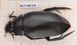  ( - BC-JT-ANT-353)  @11 [ ] Copyright (2020) Julien Touroult Museum national d'Histoire naturelle