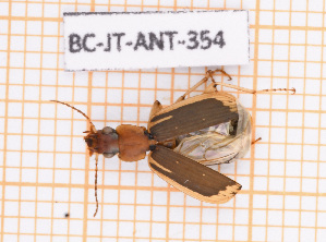  (Apenes marginalis - BC-JT-ANT-354)  @11 [ ] Copyright (2020) Julien Touroult Museum national d'Histoire naturelle