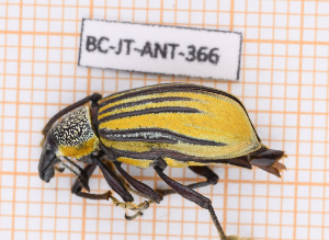  ( - BC-JT-ANT-366)  @11 [ ] Copyright (2020) Julien Touroult Museum national d'Histoire naturelle