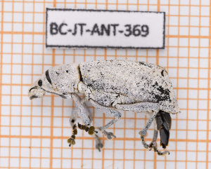  ( - BC-JT-ANT-369)  @11 [ ] Copyright (2020) Julien Touroult Museum national d'Histoire naturelle