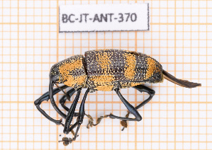  (Cholus martiniquensis - BC-JT-ANT-370)  @11 [ ] Copyright (2020) Julien Touroult Museum national d'Histoire naturelle