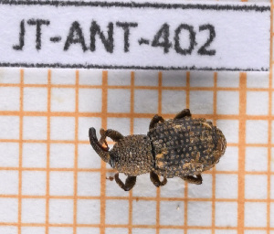  (Anchonus interruptus - JT-ANT-402)  @11 [ ] Copyright (2020) Julien Touroult Museum national d'Histoire naturelle