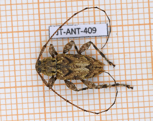  (Amniscus assimilis - JT-ANT-409)  @11 [ ] Copyright (2020) Julien Touroult Museum national d'Histoire naturelle