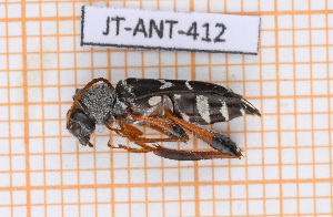  ( - JT-ANT-412)  @11 [ ] Copyright (2020) Julien Touroult Museum national d'Histoire naturelle