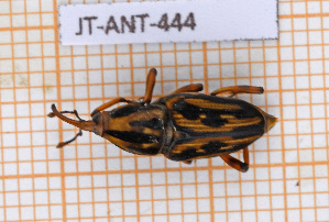  ( - JT-ANT-444)  @11 [ ] Copyright (2020) Julien Touroult Museum national d'Histoire naturelle