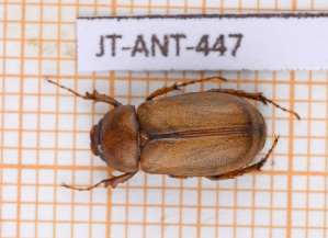  ( - JT-ANT-447)  @11 [ ] Copyright (2020) Julien Touroult Museum national d'Histoire naturelle