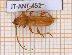  ( - JT-ANT-452)  @11 [ ] Copyright (2020) Julien Touroult Museum national d'Histoire naturelle