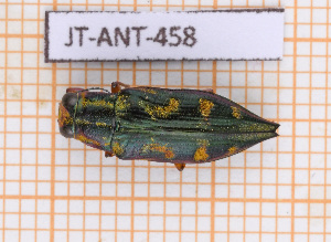  ( - JT-ANT-458)  @11 [ ] Copyright (2020) Julien Touroult Museum national d'Histoire naturelle