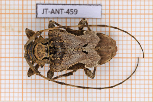  ( - JT-ANT-459)  @11 [ ] Copyright (2020) Julien Touroult Museum national d'Histoire naturelle