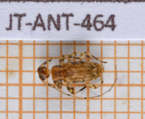  ( - JT-ANT-464)  @11 [ ] Copyright (2020) Julien Touroult Museum national d'Histoire naturelle