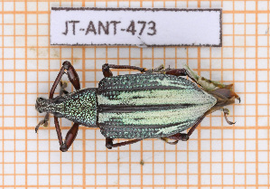  ( - JT-ANT-473)  @11 [ ] Copyright (2020) Julien Touroult Museum national d'Histoire naturelle