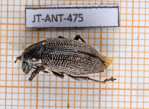  ( - JT-ANT-475)  @11 [ ] Copyright (2020) Julien Touroult Museum national d'Histoire naturelle