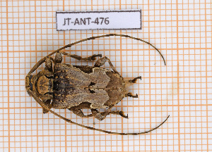  (Lagocheirus araneiformis - JT-ANT-476)  @11 [ ] Copyright (2021) Julien Touroult Museum national d'Histoire naturelle