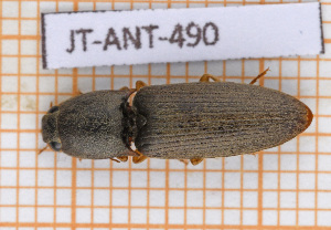  (Monocrepidius castaneus - JT-ANT-490)  @11 [ ] Copyright (2035) Julien Touroult Museum national d'Histoire naturelle